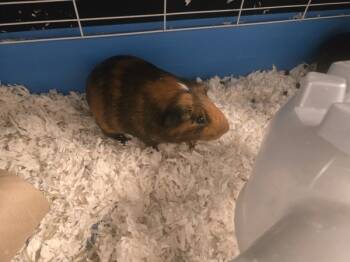 Rescue Guinea Pig Guinea Pigs for Adoption in Salt Lake City, Utah - *Oh* | PetCurious